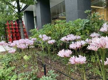 株式会社コーエーテクモホールディングス　みなとみらいオフィス 植物に触れながら、剪定や景観管理の知識も身につきます。
働きながら手に職をつけたい方にもピッタリです★