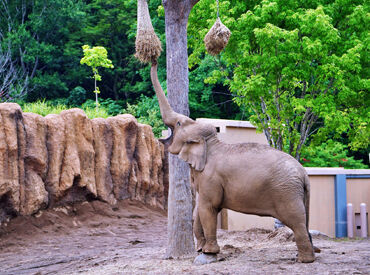 円山動物園／有限会社菊水建設 レア★動物園内でのお仕事！
植物の管理や清掃をお任せ◎
動物と関わる業務はないため、特別な資格は必要ありません！