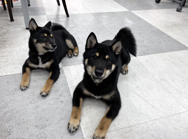 株式会社ダイコク　難波事務所 事務のお仕事ですが、決まった作業を繰り返し…ではないので
様々なことにチャレンジしたい方にオススメ！