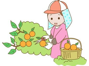 自然いっぱいのみかん農園で短期スタッフ大募集！
未経験スタートも大歓迎です♪
