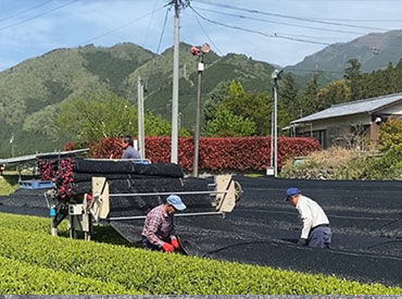 ~お茶畑で働く~
自然豊かな環境で、適度に体を動かすってとっても気持ちいい!