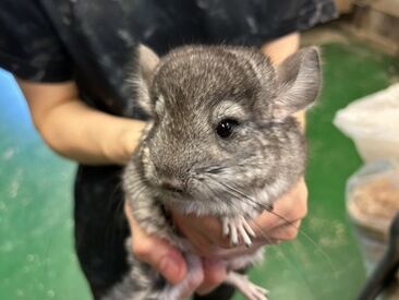 石原鳥獣株式会社 ＼今回は事務員の募集／
飼育・ケア業務は他のスタッフが行います。
小動物から爬虫類まで、「日常ケア」を担っている会社です。