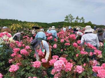 グリーン産業株式会社　※勤務地：越後丘陵公園 ★お気軽にご応募ください★
30代～60代まで幅広く活躍してます♪
今はバラがきれいに咲いてますよ～
