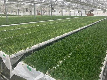 ■時給1100円～■
40～60代のスタッフ活躍中！
未経験さんも安心の簡単作業♪
もちろん分からない事はなんでも聞いてください★