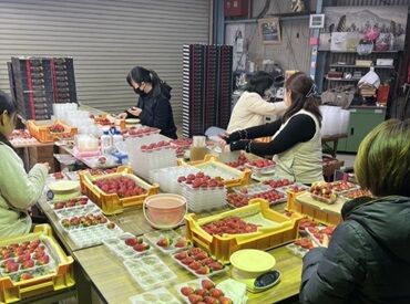 植田いちご園 未経験スタート大歓迎♪
近隣にお住まいの主婦さんが多数活躍中！
勤務時は動きやすい私服でお願いします★