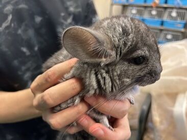 可愛い動物たちに癒されながら働きませんか？