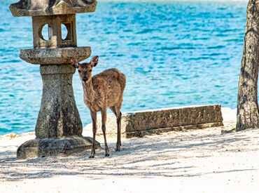 普段は関わることがない、
様々な地域・国の方と接することができるチャンス★
宮島でしかできない経験をしてみませんか？