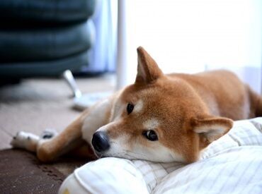 株式会社レイバーワーク/lmr0000-01 オシゴトはとってもシンプル★
異業種の方でも、初めてのお仕事でも…
見ればスグできるものばかり！
初めての人でも安心です♪