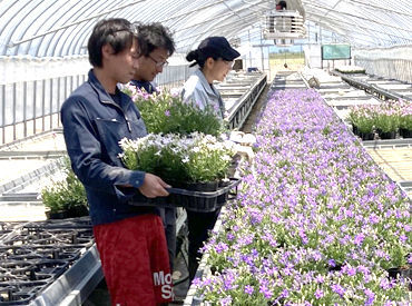 株式会社フローリカルチャーリストタカハシ ＜必要なのは元気と明るさ◎＞
大切に育てたお花たちが全国に届くお手伝い！