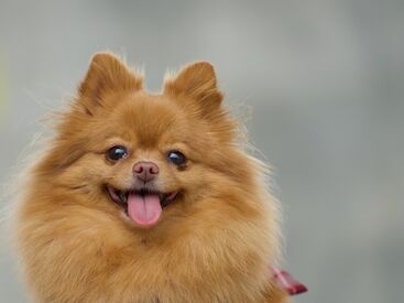 犬が好きといった気持ちがあればそれでOK!