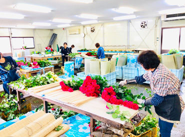 株式会社大内ファーム ～特別な知識・資格は不要！～
作業所内で、収穫したバラの茎の長さをそろえたり、
指定の本数分まとめてカゴに入れたり♪