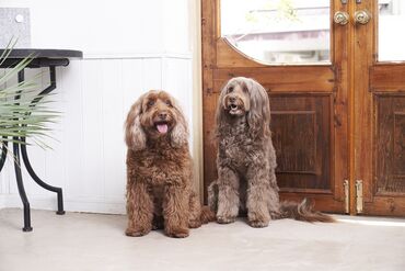 イオンペット株式会社　 A-LOVE夙川 (683276)  社保完備/交通費支給/扶養内OK/昇給ありetc
大手グループならではの好遇！
"好き"だけでなくスキル・経験を活かせる職場！