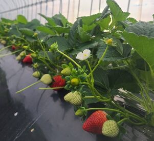 松本いちご園 あま～い香りがする幸せ空間で働こう♪
未経験から農業を学ぶ場としてもオススメ◎
無料でいちごを食べられる事もある…かも?!♪