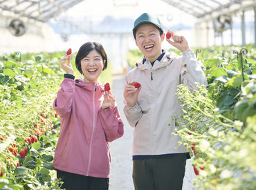 ヤオコーファームいちご 株式会社ヤオコー【東証プライム上場グループ】
一緒に働いてくれる新しい仲間を大募集！
未経験者大歓迎！
※画像はイメージ