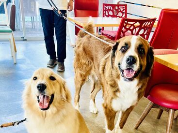 DOG DEPT GARDEN 佐野店 ★未経験者歓迎★
カタいマニュアルはありません◎
愛犬のお話をするのも楽しいです♪