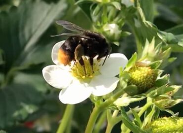 ハチさんのサポートをお願いします！