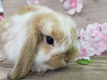 手取フィッシュランド　福井店 経験がなくても、”動物に興味があれば"大歓迎♪
癒されながら働いてみませんか？