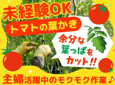 株式会社エア・ウォーター農園　安曇野菜園 ハウス内は土を使わない清潔な環境！安心して働ける職場です。