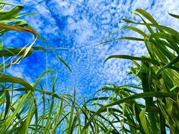 『東洋ワーク』では
1人1人に本当に合ったお仕事を紹介するので
【定着率】がとってもいいです♪
是非お気軽にご相談ください！