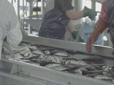 金子産業株式会社 本人の希望と頑張り次第で正社員登用も！
大手ニッスイグループ企業で”安定”が叶うかも…♪