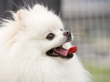 体力に自信のある方、奮って応募ください！