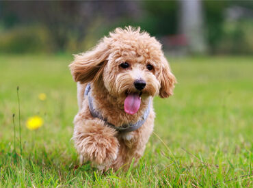 あなたの「好き」を仕事にするチャンス★
「以前トリミングをしていた」など、経験を活かしたい方も歓迎！