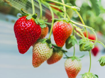 農業に関心のある方のチャレンジも歓迎♪
心機一転始めてみませんか◎
※画像はイメージ
