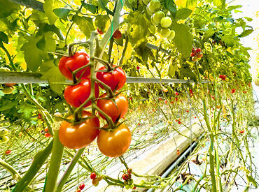 株式会社Jファーム 主婦(夫)さん歓迎！
「車通勤OK」「扶養内OK」などなど…働きやすさ抜群♪