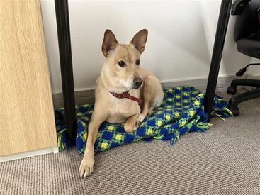 ＼社長の愛犬サクラちゃん／
ワンちゃんと一緒に働けます！