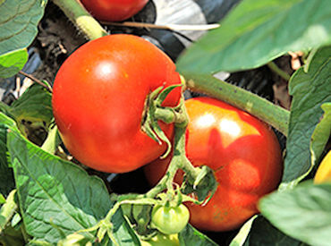 ＼夏の短期STAFF大募集♪／
収穫したトマトをかごに入れるだけのシンプル作業◎