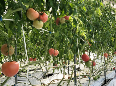 【未経験・経験者共に大歓迎】
接客経験者優遇！！
知識等は一切必要なし♪
どんな方でも始めやすい◎