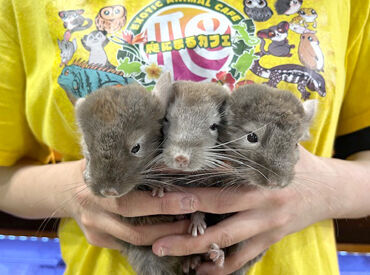 お世話に慣れてない動物ばかりだと思います。
もちろん未経験大歓迎なので安心してください◎