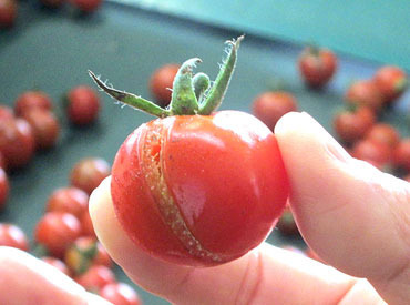 SOGO-PLANT 玉名営業所 /T002647S うれしい日払い・週払い制度◎
急な出費がかさんでお財布がピンチ…
そんなときも安心！働いた分のお給料をGETできます★