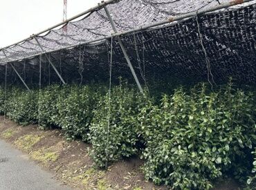 村田茶園 緑のいい匂いに囲まれて
楽しくお仕事しよう(*´ω｀)
希望休も柔軟に対応します★