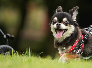 株式会社GSR 小型犬を中心にお世話してもらいます！
難しいお仕事はないので体力に自信のある方お待ちしております！