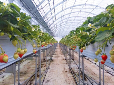 ＼いちごの株のお手入れ♪／
シフトも相談OK＆融通抜群！
だから、安心して続けやすい◎