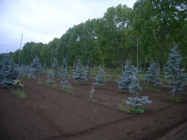 写真のような樹木の掘取・出荷をしています！
60ｃｍ程度の小さなものから10ｍほどの大きなものまで、やりがいがあります◎