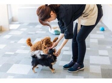 ペッツワン相模原愛川インター店 わんちゃんや猫ちゃんのお世話・サポートをお願いします♪
ブランクがある方もお気軽にご応募下さい＊