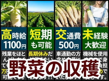 体を動かす仕事がしたい/農業に興味がある etc...
そんな方にピッタリ♪
イチから丁寧にお教えします◎
※画像はイメージ