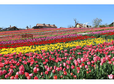 堺・緑のミュージアム ハーベストの丘（堺） 大阪で知らない人はいない…!?
自然いっぱいの体験型農業公園♪
これまでの経験を活かして
働きたい方にオススメです★