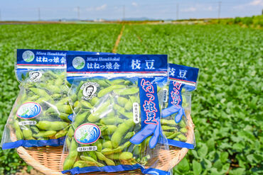 有限会社岩崎ファーム 七草の生産シェアは全国トップクラス！
少数精鋭でこだわりの農産物を生産しています♪
高品質の栽培スキルが身につきますよ！