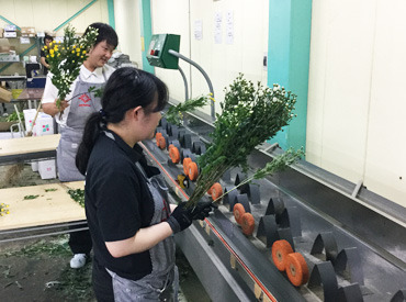 株式会社花一 話しやすい&作業のコツなども聞きやすい！
気さくなスタッフがお待ちしています♪
短期で効率よく稼ぎたい方にもオススメ◎