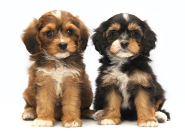 ≪20～40代女性スタッフ活躍中≫
動物が好き!!ワンちゃんが好き!!
安定してしっかり働きたい!!
そんな皆さん大歓迎です◎