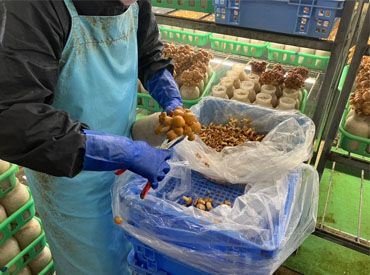 テレビ取材を受けたこともある、ブランドなめこ♪
収穫業務からスタート!ゆくゆくは業務管理などの仕事もお任せします