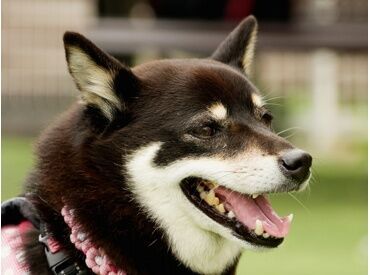 長屋動物医療センター "将来は正社員を目指したい"、という方も歓迎！
最初はアルバイトから初めて経験を積み、
着実に知識を身に着けていきましょう＊