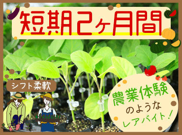 株式会社竹内園芸　板野農場 4月下旬までのレアバイト♪*
野菜の苗の接木・出荷補助スタッフ大募集！