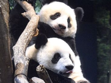 公益財団法人東京動物園協会　恩賜上野動物園 ＼双子パンダで人気／
通勤するだけでもワクワク♪
動物に囲まれてお仕事！
レアな経験ができます◎