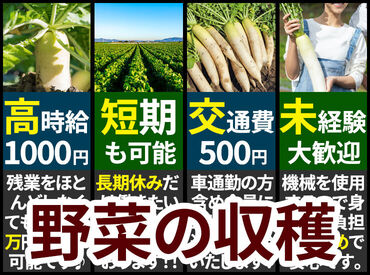 有限会社石川農園 「期間限定の短期…／長期で安定…」など、働き方はご相談ください♪
※画像はイメージ